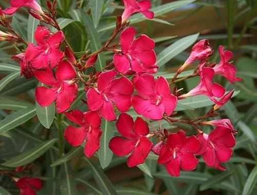 100 graines de fleurs de laurier-rose rouges fraîches et neuves