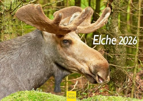 Edition Seidel Premium Kalender Elche 2026 Format DIN A4 Wandkalender Tierkalender Skandinavien Wildtiere Waldtiere Elch Kuh Hirsch Kalb