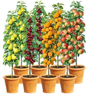 BALDUR Garten 8er Säulenobst-Set 'Naschgarten', Set bestehend aus je 2x Birne, Süß-Kirsche, Aprikose & Apfel, platzsparendes, schlank wachsendes Säulenobst, winterhart, reichtragende Sorten