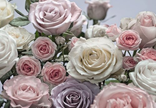 Komar 8-736 368 x 254 cm Floraison Rose Flower Floral Wallpaper Mural - Pink (Pack of 8) by Superflowdesign