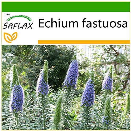 SAFLAX - Blauer - Natternkopf - 100 Samen - Mit keimfreiem Anzuchtsubstrat - Echium fastuosa