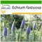 SAFLAX - Blauer - Natternkopf - 100 Samen - Mit keimfreiem Anzuchtsubstrat - Echium fastuosa