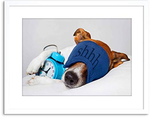 Wee Blue Coo Photo Jack Russell Dog Sleeping Alarm Clock Facemask Art Print Framed Poster Wall Decor 9x7 inch