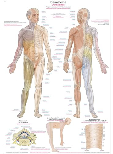 LehrtafelDermatome, 50x70cm