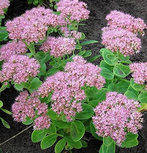 Prächtige Fetthenne Carmen - Sedum spectabile