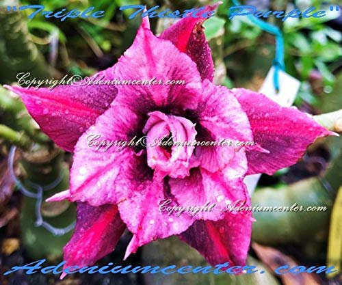 Seeds germination seeds: Adenium Obsum Desert Rose Triple Distel Lila 20 Samen Frais Nouveau Hybride