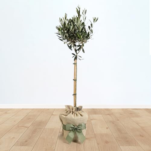 YouGarden Hardy Ornamental Olive Tree Standard 80-90cm Tall, Gift Wrapped Established Plant in Brown Hessian Bag with Green Fabric Bow, Ready to Plant or Gift