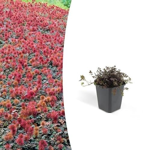 Trendyplants - Acaena microphylla 'Kupferteppich' - 6 Stück - Kriechende Nuss - Winterhart - Höhe 10-20cm - Topfgröße Ø9cm
