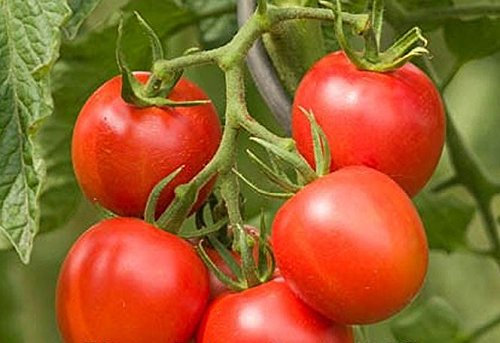 Bingenheimer Tomate Dorenia, Bio, 1 Portionstüte, ausreichend für 15-20 Pflanzen