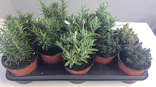 Mix 10 Plantas Aromáticas Variadas Hierbas Aromáticas y Comestibles Plantas para Cocinar y Decorar el Jardín