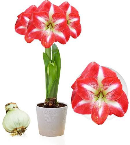 Amaryllis Zwiebel Striped Passion - 1 Blumenzwiebel in Großformat 26/30 - Exklusive Blumenzwiebeln Amarillis - Echte Pflanzen aus Holland, Hippeastrum Zwiebeln (keine Samen, Wachs und nicht künstlich)