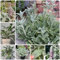 200 pcs Wollziest Bodendecker Pflanze Kaufen Samen, gartenkräuter pflanzen alte sorten Wollziest Stachys Byzantina, kräuterbeet nachhaltige geschenke pflanzensamen, pflanzen für sonnige