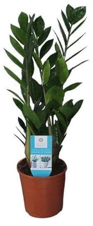 Glücksfeder - Zamioculcas Zamiifolia - Zimmerpflanze - Ø14cm - 55cm
