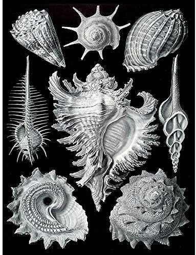 Wee Blue Coo Nature Ernst Haeckel Shell Whelk Biology Germany Vintage Art Print Poster Wall Decor Kunstdruck Poster Wand-Dekor-12X16 Zoll