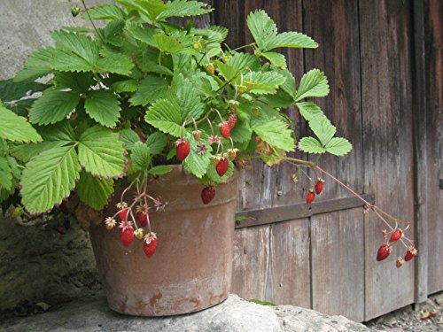 Erdbeere Waldfee®' - Fragaria x ananassa - immertragend, rot, für Walderdbeeren große Früchte