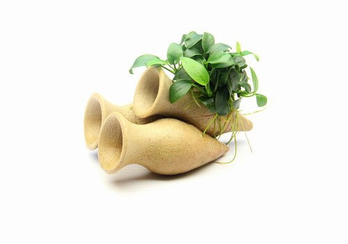 Dennerle-Plants Garnelen Amphore mit Anubias 'Petite' oder 'Bonsai' / Kleinstes Zwergspeerblatt