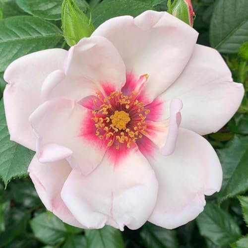 Harkness Roses Chawton Cottage Rose ®, Climbing Rose in 4 Litre Pot