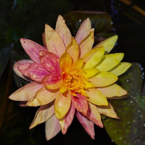ANGEBOT : Teichpflanzen Seerosen/Teichrosen : vercheden Sorten winterhart Pflanztiefe 30 bis 150 cm (Wanvisa)
