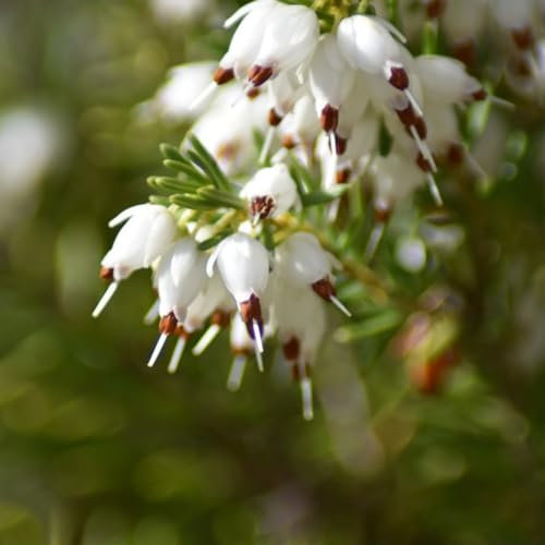 100 Pc Semillas De Brezo - Semillas Resistentes, Semillas De Flores Como Regalo (Calluna Vulgaris) Plantas Resistentes Para Jardín, Plantas De Jardín. Plantas De Otoño Semillas De