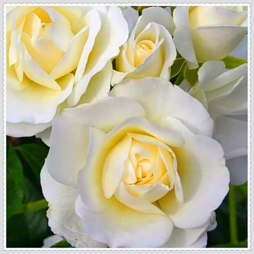 Farbenfrohe Rosen, Premium-Sorten - mehrjährig, hochwertige Zwiebeln, geeignet für die Innen- und Gartendekoration-4 zwiebel-H