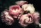 ForWall - Vlies Fototapete Blumen Vintage Pfingstrose Rosen schwarz 208x146 cm - Fototapeten - Tapeten - für Wohnzimmer Schlafzimmer - Vliestapete Wandtapete Tapete 3D Effekt- inkl. Kleister
