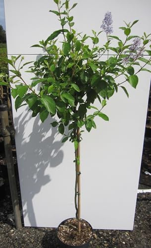 Hochstamm Säckelblume Glorie de Versailles - Ceanothus delilianus - Stamm 80cm + Krone