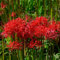 2 pezzi bulbi di fiori di sangue Lycoris radiata bulbi di gigli di ragno rosso bulbi resistenti perenni - serie di piante rare - bulbi piante da balcone resistenti serra balcone cipolla