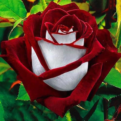 100 Stück Rot-Weiß Osiria Rubin Rose Blume Samen Home Garten Töpfe Dekor Pflanze Gartensamen für das Pflanzen jetzt