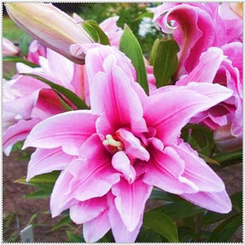 Lilium zwiebeln,Lilien knollen kaufen,lilien pflanzen winterhart, Heimdekoration, duftend, Schnittblumen, einfach zu züchten-2zwiebeln-G