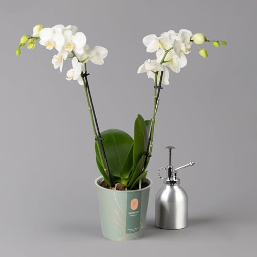 Schmetterlingsorchidee weiß, 2 Rispen, Topf-Ø 12 cm, Höhe ca. 50 cm