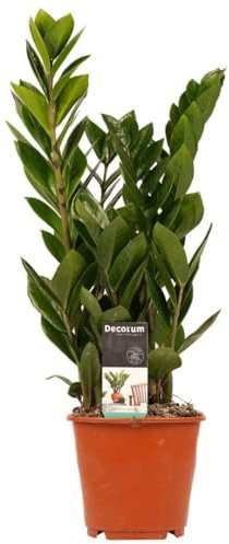 Zamioculcas zamiifolia - Glücksfeder - Zimmerpflanze TopfØ 14 cm, Höhe: 50 cm die pflegeleichteste Pflanze