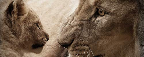 hansepuzzle 75881 - Löwen Panorama-Puzzle 2000 Teile - Tierwelt Motiv mit hochwertiger Aufbewahrung: Kartonbox und wiederverschließbarem Beutel - Format 116,6 × 46,7 cm