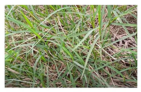 Pcs - 10x Cynodon Dactylon Hundszahngras Jardin Plantes - Graines ID551 - Seeds & Plants Shop by Ipsa