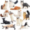 EYSCOTA Katze Figuren Playset, 12PCS niedliche Miniatur Katze Figur Spielzeug, Katze Kuchen Topper für Geburtstagsfeier, Persisch Siamese Tierfiguren für Kleinkinder Katzenliebhaber