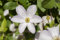 Clematis viticella 'Huldine' 100-150 cm - Italienische Waldrebe, weiße Blüten, Blütezeit Juni-September, ideal für Rankgerüste, bienenfreundlich, winterhart