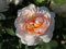 Englische Rose The Lady Gardener (Container)