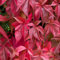 Carbeth Plants - Parthenocissus quinquefolia 'Virginia Creeper' in 9cm Pot - American Ivy Climbing Plant - Attractive Autumn Colour