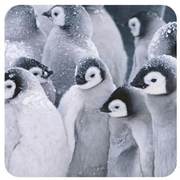 Pinguin im Schnee, Quadratischer magnetischer Kühlschrankaufkleber, Acryl-Kühlschrankmagnete, Möbeldekoration, 1 Stück