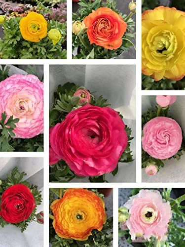 8 Stück ranunkeln zwiebeln winterhart Butterblumen - Seltene Pflanze serie - mix winterharte stauden mehrjährig blumenmischung blumenzwiebeln im topf blumen geschenk blumendeko