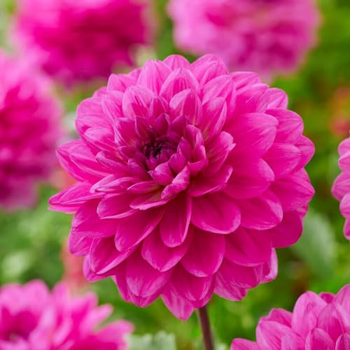 Dahlien Dekorative Rosa Knollen, 5 Dahlienzwiebelsorten Mix aus Holland, echte große Dahlienpflanzen für Garten und Töpfe (keine Samen, nicht künstlich)