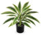 Oairse Dracaena Plante artificielle en pot avec pot noir - Plante tropicale artificielle pour salle de bain, salon, bureau, étagère - Blanc et vert - 48 cm