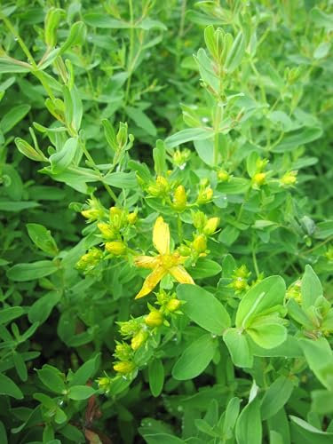 Hypericum perforatum - Echtes Johanniskraut - 9x9cm Verpackungseinheit 3