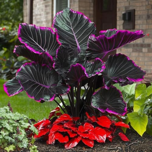 MehrjäHrig, Pflegeleichter AnfäNger-Pflanzer, GemüTliche Gartenoase, Elefantenohr Rhizome, Winterhart GroßEn, Taro Rhizome, 10bulbs-H