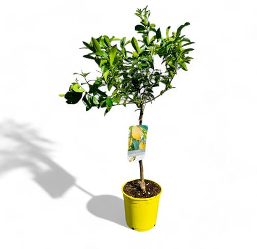 Tropictrees Citrus Limequat Citrofortunella x Floridana - Limequat alto 100 cm con vaso | Pianta esotica di agrumi, fruttificazione stagionale, persistente e di facile manutenzione