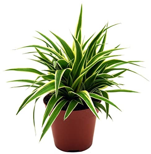 Lys verts (chlorophytum comoum), chambre purifiante et plante de bureau, (1 plante en pot de 12 cm, type : océan).
