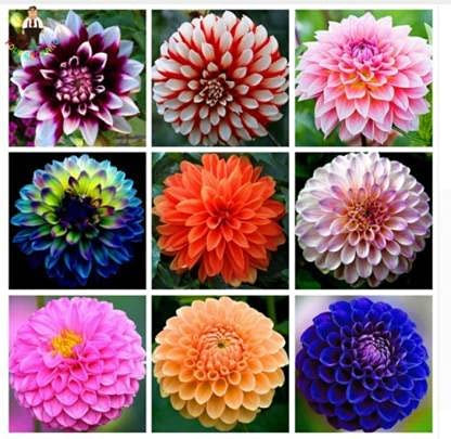 Huifang Rhodiola rosea Pflanze Samen