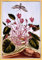 PTLYE Ölgemälde Wand Bild Auf Leinwand Leinwand Kunst Alpenveilchen von Pierre Buchoz Leinwandbilder Bild für Wanddekoration 60x90cm