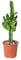 Bloomique - Euphorbia Acrurensis - Cowboy Kaktus - Sukkulenten - Zimmerpflanzen - Sehr Pflegeleicht - Höhe 60-70 cm - Topf 17 cm