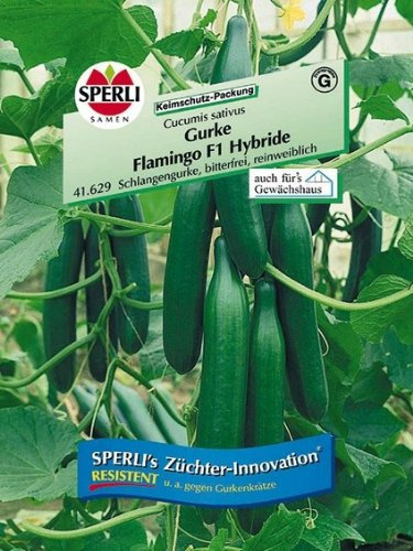 Gurke Flamingo F1 Hybride, Schlangengurke, bitterfrei
