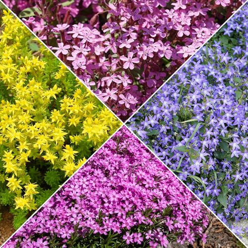 Bodendecker Stauden Mischung - Fläche ca. 2 m² - 15 stücke in nackten wurzeln und töpfe